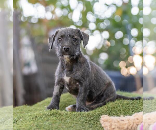 Medium Photo #4 Mutt Puppy For Sale in San Diego, CA, USA