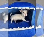 Small #3 Chihuahua