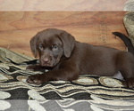 Small #2 Labrador Retriever