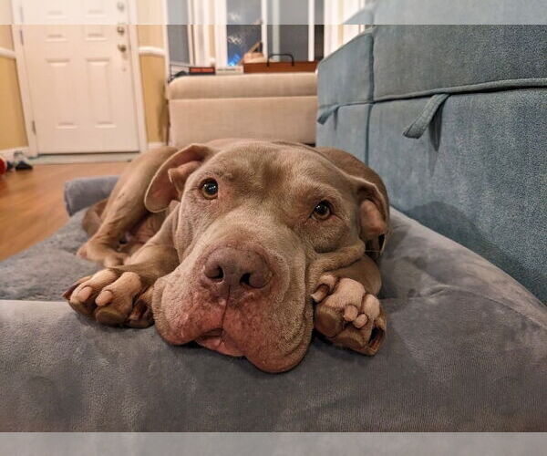 Medium Photo #27 American Staffordshire Terrier-Unknown Mix Puppy For Sale in Lake Forest, CA, USA