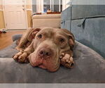 Small #26 American Staffordshire Terrier Mix