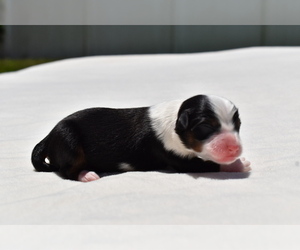 Miniature Australian Shepherd Puppy for sale in PALM COAST, FL, USA