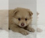 Small Photo #3 Pomeranian Puppy For Sale in DOWNING, MO, USA
