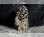 Puppy Steele Maltipoo