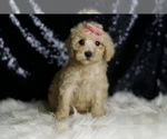 Puppy Duckie Goldendoodle (Miniature)