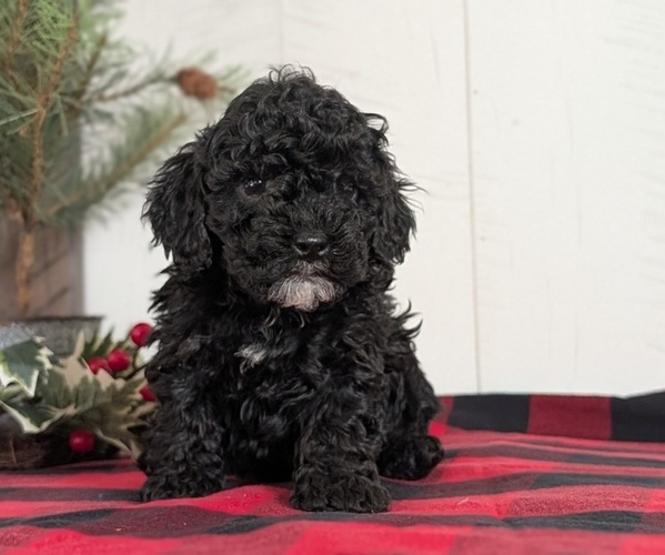 Medium Photo #4 Cockapoo (Miniature) Puppy For Sale in GOSHEN, IN, USA