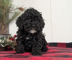 Small #3 Cockapoo (Miniature)