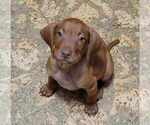 Small Photo #16 Vizsla Puppy For Sale in NEW YORK MILLS, MN, USA