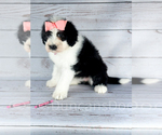Puppy Pink Sheepadoodle