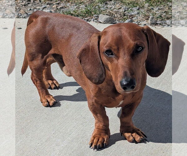Medium Photo #3 Dachshund Puppy For Sale in Shelbyville, TN, USA