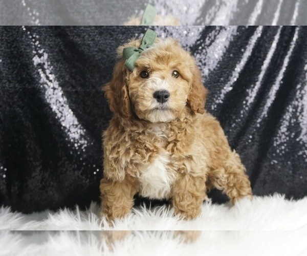 Medium Photo #1 Goldendoodle (Miniature) Puppy For Sale in WARSAW, IN, USA