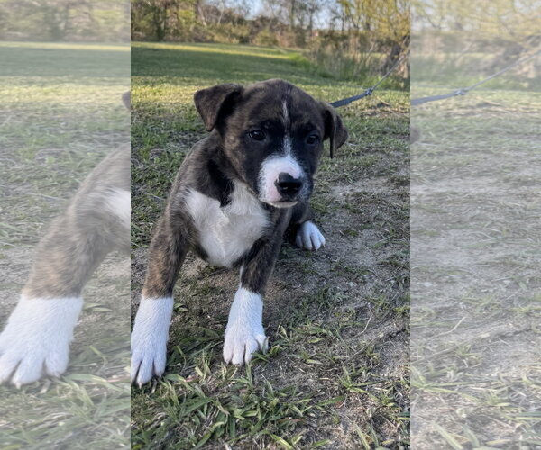 Medium Photo #1 Mutt Puppy For Sale in Tarrytown, GA, USA