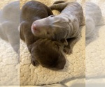 Small Photo #21 Labrador Retriever Puppy For Sale in ALEXANDRIA, VA, USA