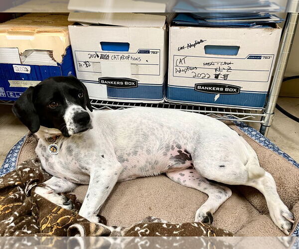 Medium Photo #14 Mutt Puppy For Sale in Candler, NC, USA