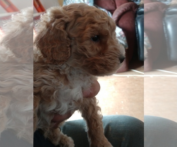 Medium Photo #1 Poodle (Miniature) Puppy For Sale in MORRISONVILLE, NY, USA