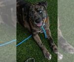 Small #1 Labrador Retriever Mix