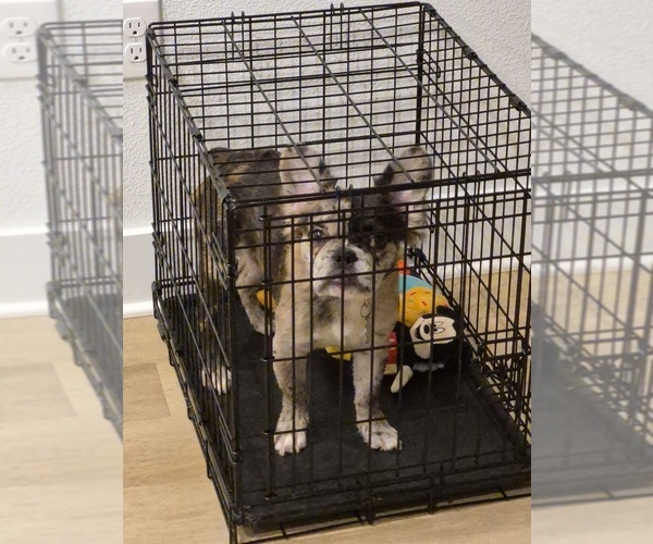 Medium Photo #7 French Bulldog Puppy For Sale in BURLESON, TX, USA