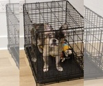 Small #6 French Bulldog