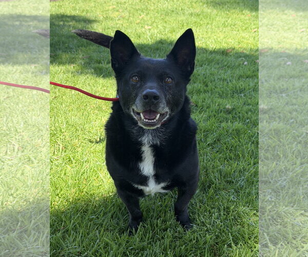 Medium Photo #1 Mutt Puppy For Sale in Lake Elsinore, CA, USA