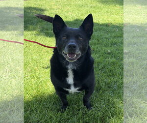 Mutt Dogs for adoption in Lake Elsinore, CA, USA