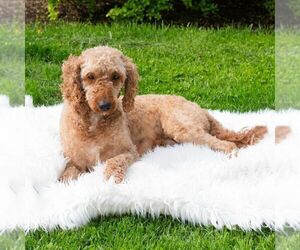 Mother of the Poodle (Miniature) puppies born on 03/26/2025