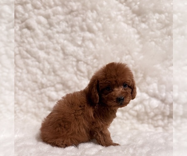 Medium Photo #4 Poodle (Toy) Puppy For Sale in REDLANDS, CA, USA