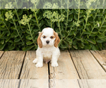 Small Photo #29 Cocker Spaniel Puppy For Sale in NAPPANEE, IN, USA
