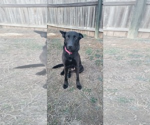 Mutt Dogs for adoption in Coldwater, MI, USA