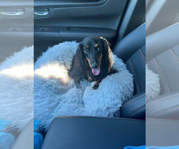 Medium Photo #3 Dachshund Puppy For Sale in Gulfport, MI, USA