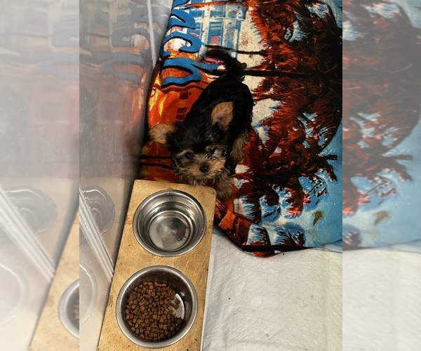 Medium Photo #1 Yorkshire Terrier Puppy For Sale in NORFOLK, VA, USA