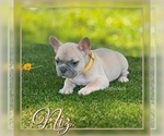 Small Photo #7 French Bulldog Puppy For Sale in PALM BAY, FL, USA
