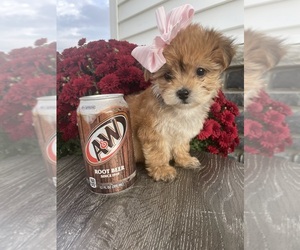 Yo-Chon Puppy for Sale in FINDLAY, Ohio USA