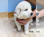 Puppy Pink Great Pyrenees