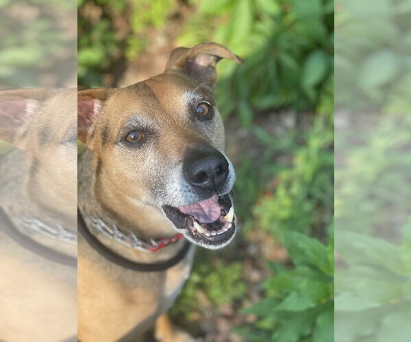 Medium Photo #10 Mutt Puppy For Sale in Mount Laurel, NJ, USA