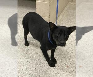 Australian Kelpie-Unknown Mix Dogs for adoption in Conroe, TX, USA