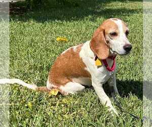Teela - Female Beagle Dog for Adoption - Photo #14