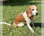 Small Photo #14 Beagle Puppy For Sale in Dunnellon, FL, USA