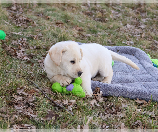 Medium Photo #9 Labrador Retriever Puppy For Sale in SYRACUSE, IN, USA
