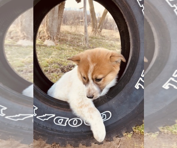 Medium Photo #5 American Eskimo Dog-Border Collie Mix Puppy For Sale in HILLSBORO, WI, USA