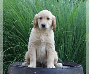 Golden Retriever Puppy for sale in FREDERICKSBG, OH, USA