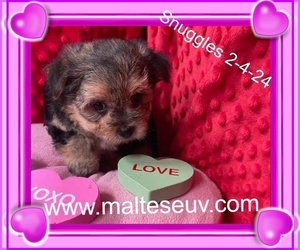 Bichon Frise-Morkie Mix Puppy for sale in SILVERHILL, AL, USA