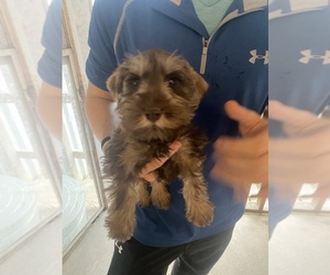 Schnauzer (Miniature) Puppy for sale in WEST PLAINS, MO, USA