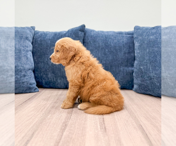 Medium Photo #3 Goldendoodle (Miniature) Puppy For Sale in MILLERSBURG, OH, USA