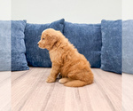 Small Photo #34 Goldendoodle (Miniature) Puppy For Sale in MILLERSBURG, OH, USA
