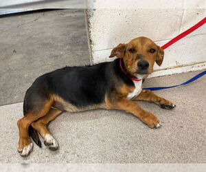 Beagle-Unknown Mix Dogs for adoption in San Bernardino, CA, USA