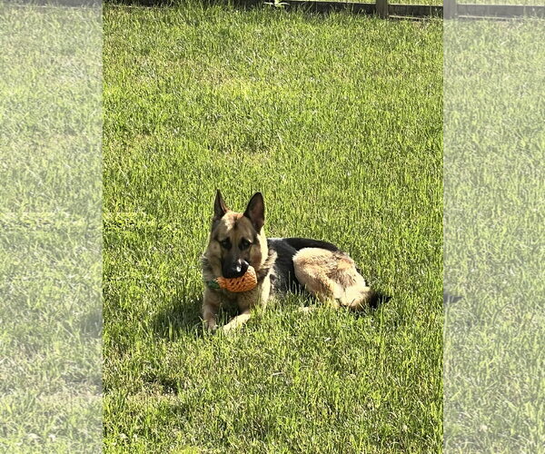 Medium Photo #4 German Shepherd Dog Puppy For Sale in La Grange , NC, USA
