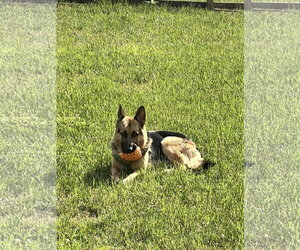 Flynn - Male German Shepherd Dog Dog for Adoption - Photo #4