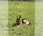 Small #3 German Shepherd Dog