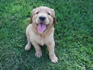 Golden Retriever Puppy for sale in WAYNESVILLE, MO, USA
