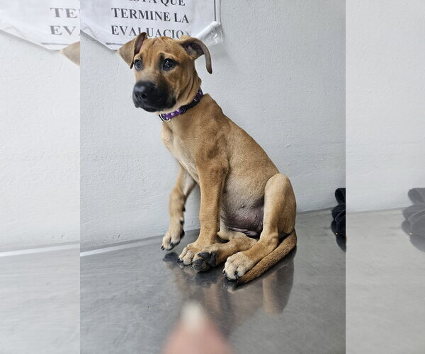 Medium Photo #6 Mutt Puppy For Sale in Virginia Beach, VA, USA